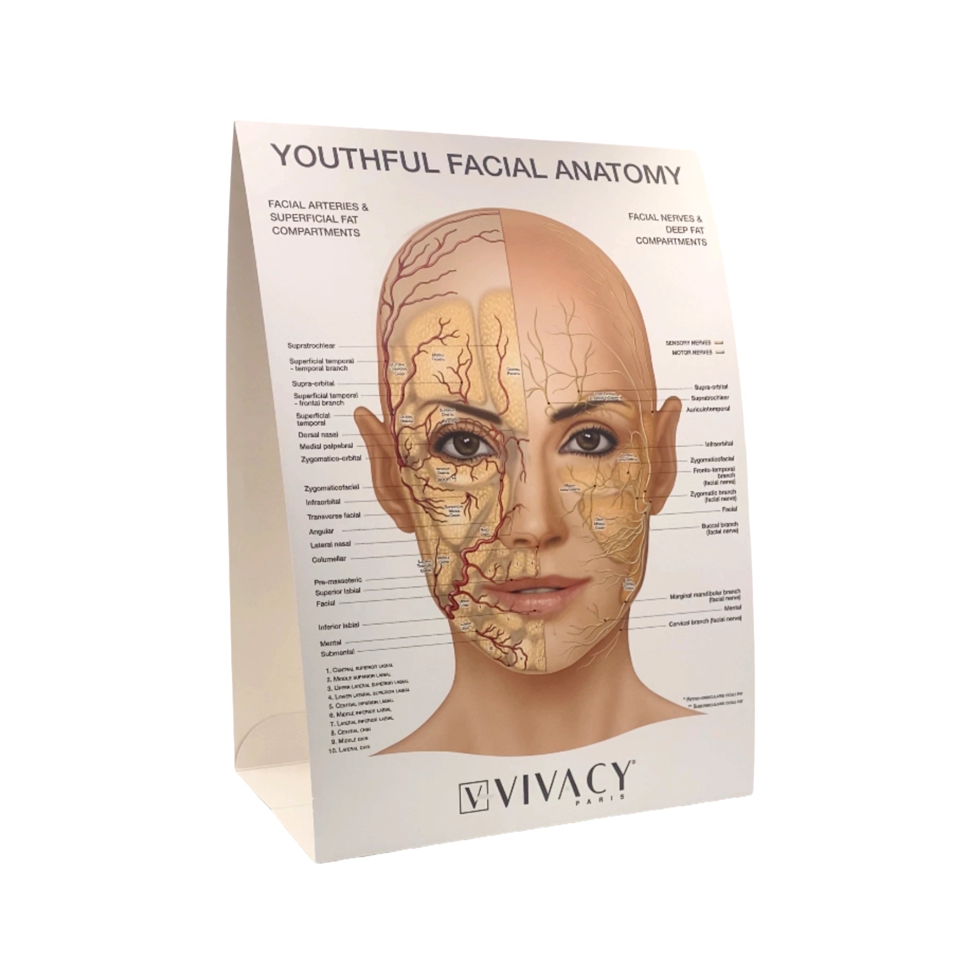 STYLAGE® Facial Anatomy - Jolifill.de