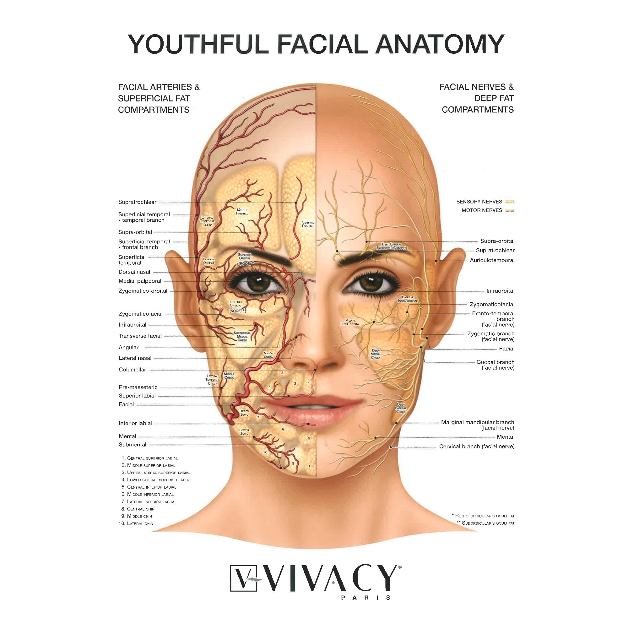 STYLAGE® Facial Anatomy	